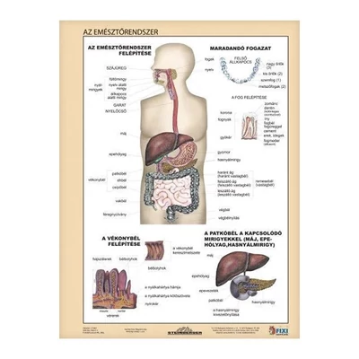 Tanulói munkalap STIEFEL A/4 emésztőrendszer - emésztés