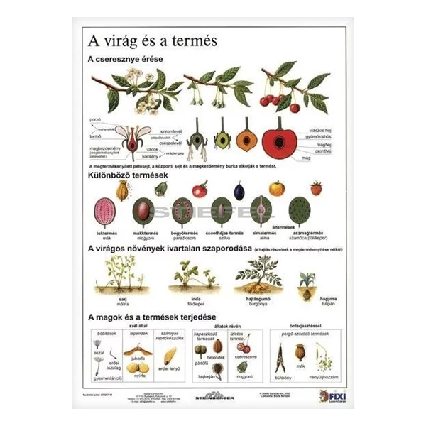 Tanulói munkalap STIEFEL A/4 virág és a termés